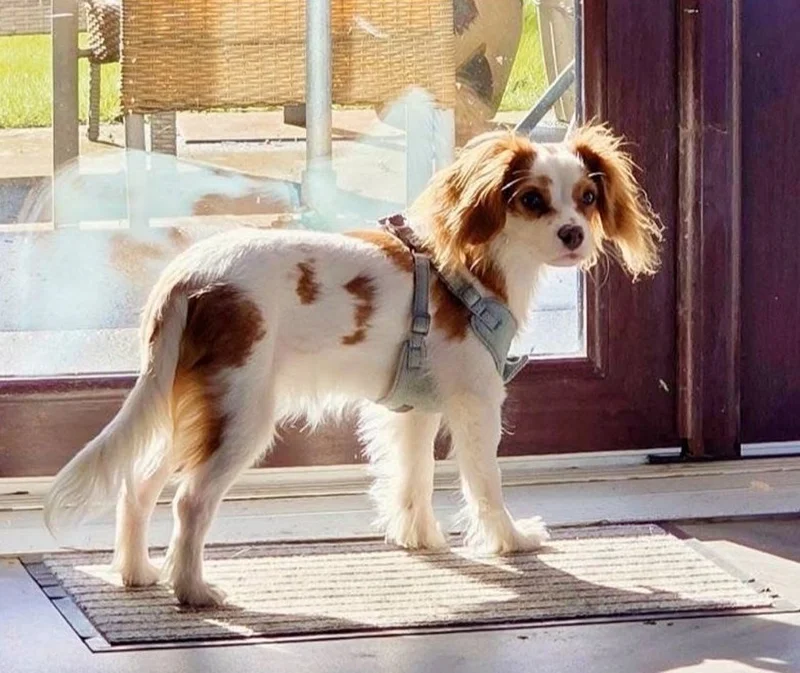 Oakley, Trainee Resident Relations Officer at Broxburn Care Home